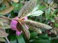 Azalea Lace Bug 